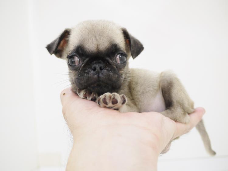 animal_image