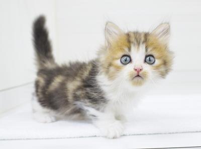 animal_image