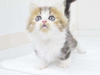 animal_image
