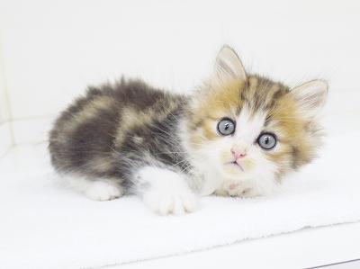 animal_image