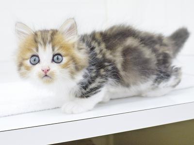 animal_image