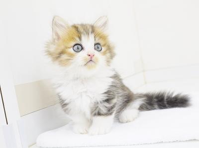animal_image