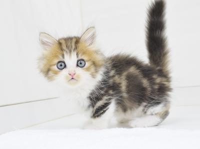 animal_image