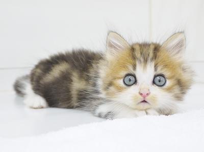 animal_image
