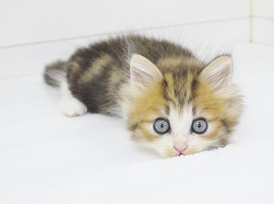 animal_image