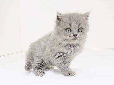 animal_image