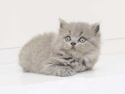 animal_image