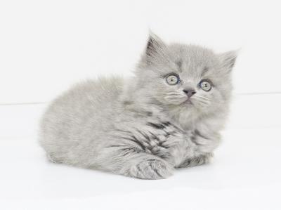 animal_image
