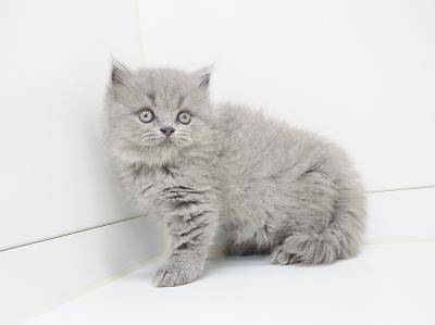 animal_image