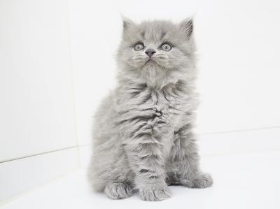 animal_image