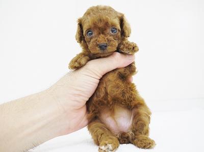 animal_image