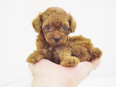animal_image