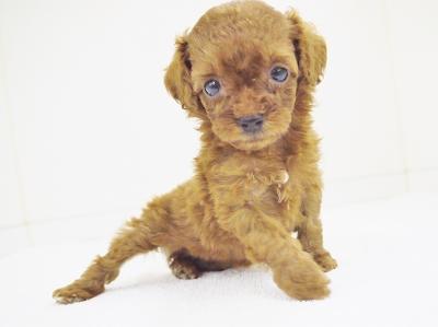 animal_image