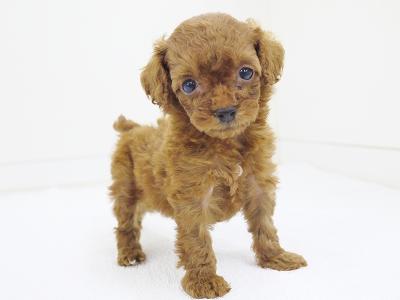 animal_image