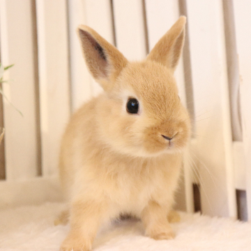 animal_image