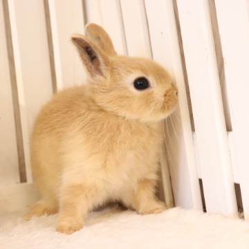 animal_image