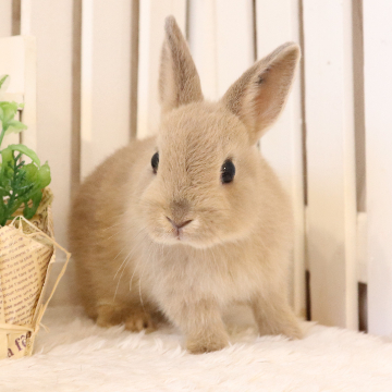 animal_image