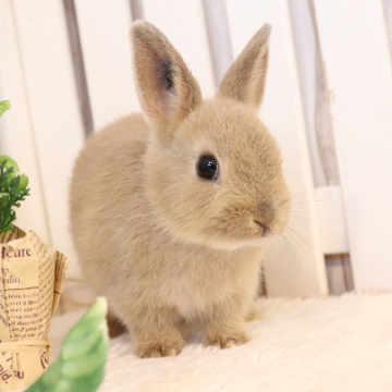 animal_image