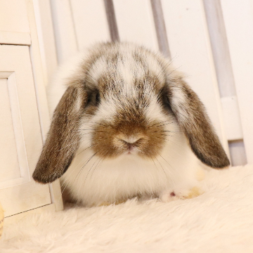 animal_image