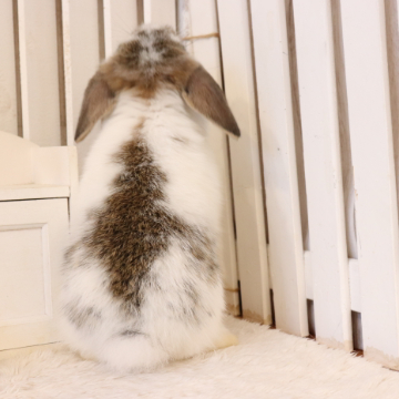 animal_image