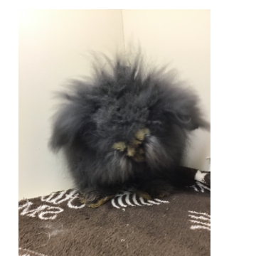 animal_image