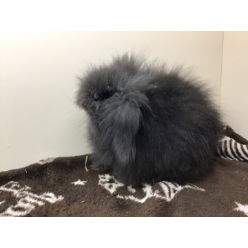 animal_image