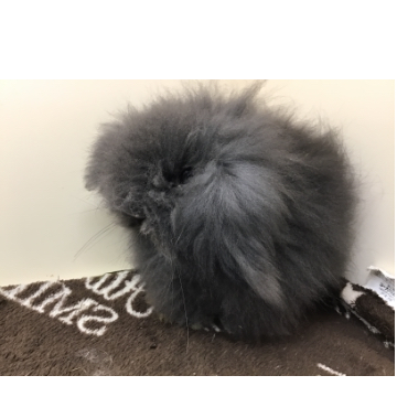 animal_image