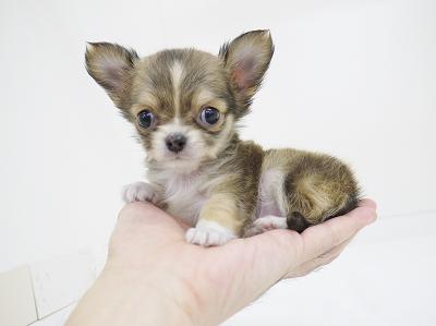 animal_image