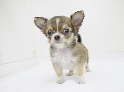 animal_image