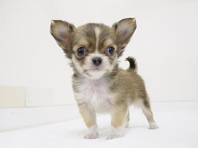 animal_image