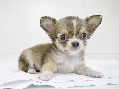 animal_image