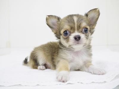 animal_image