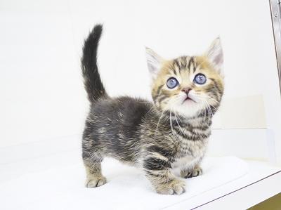 animal_image