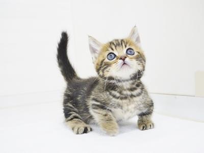 animal_image