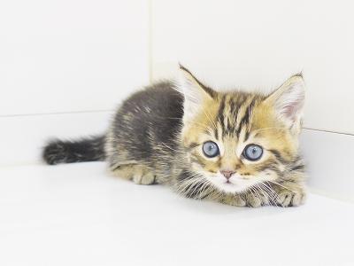 animal_image