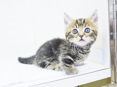 animal_image