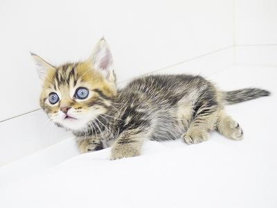 animal_image