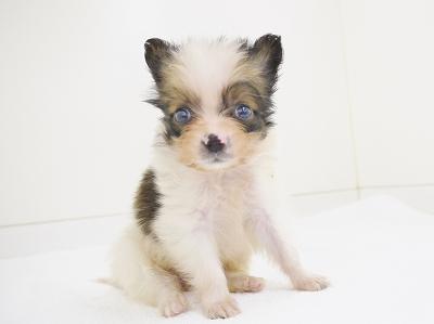 animal_image