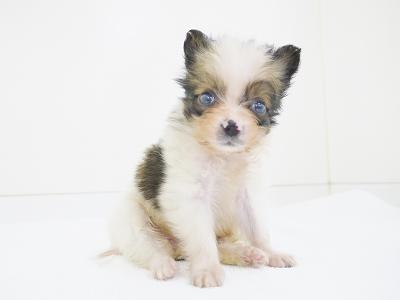 animal_image