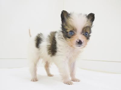 animal_image