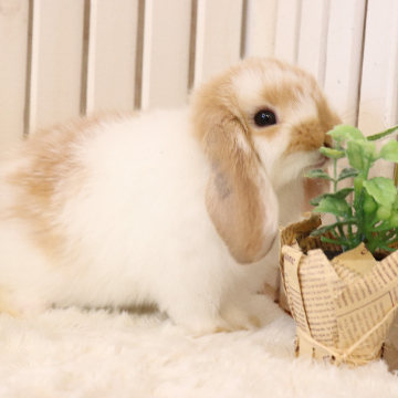 animal_image