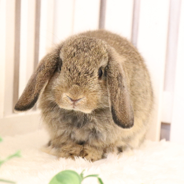 animal_image