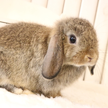 animal_image