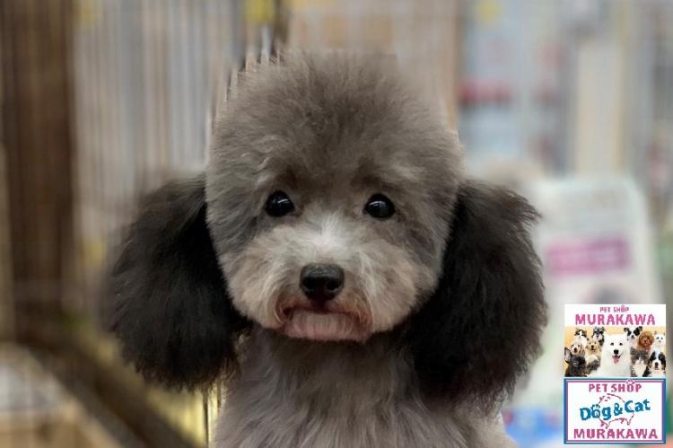 animal_image