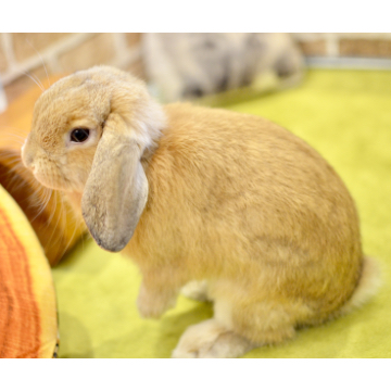 animal_image