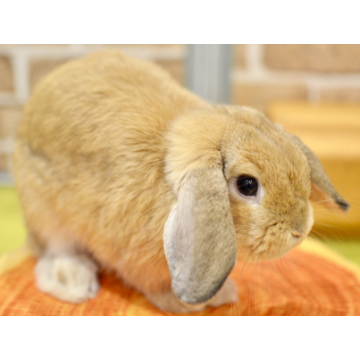 animal_image