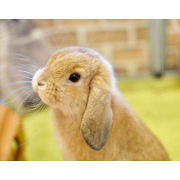 animal_image