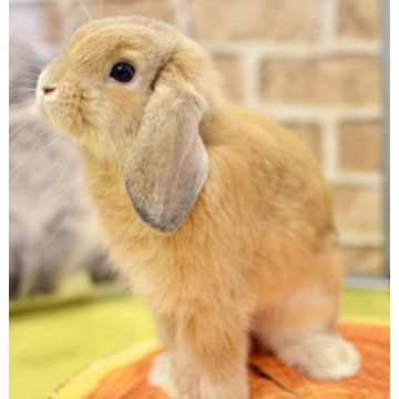 animal_image
