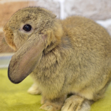 animal_image