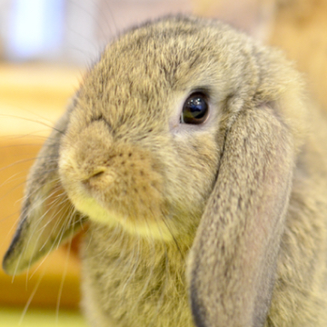 animal_image